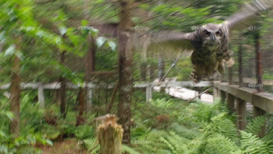 Owl flying towards camera