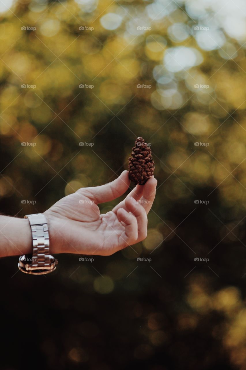 Pine cone