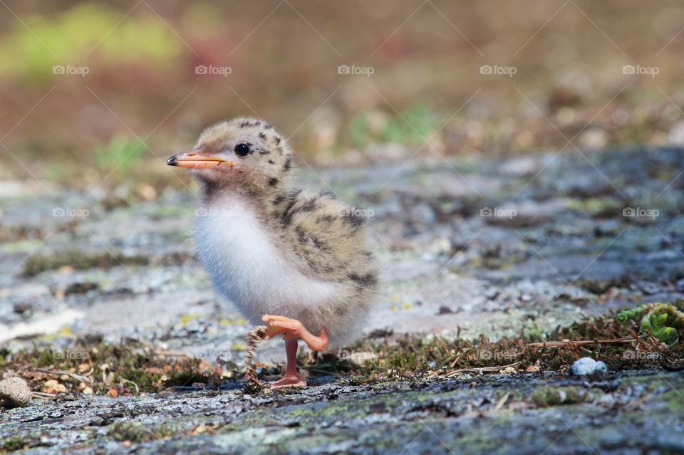 Close-up of a bird