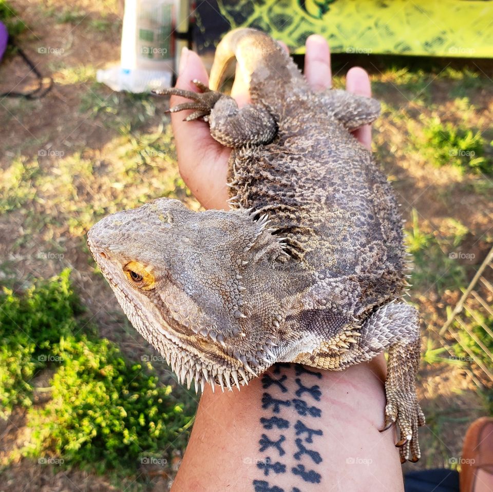 bearded dragon