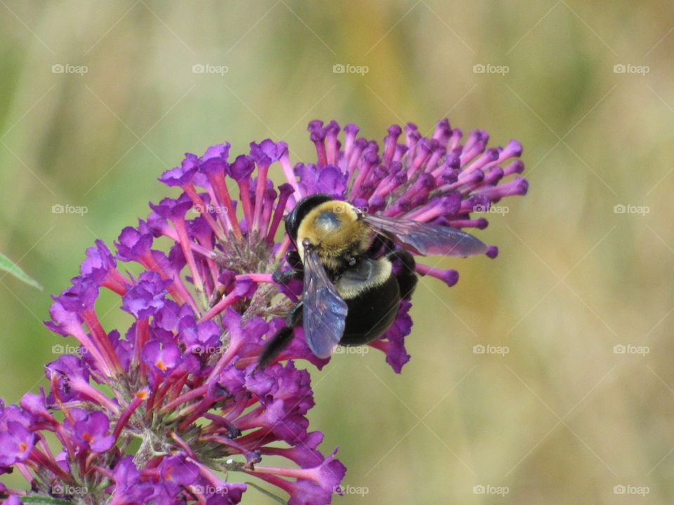 Bee pollinating a butterfly bush