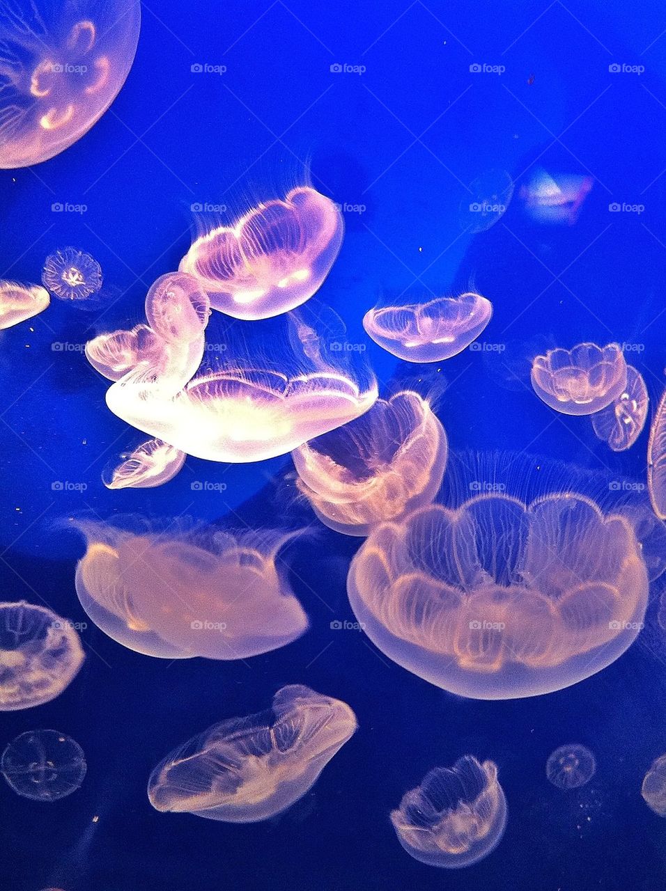 Jellies