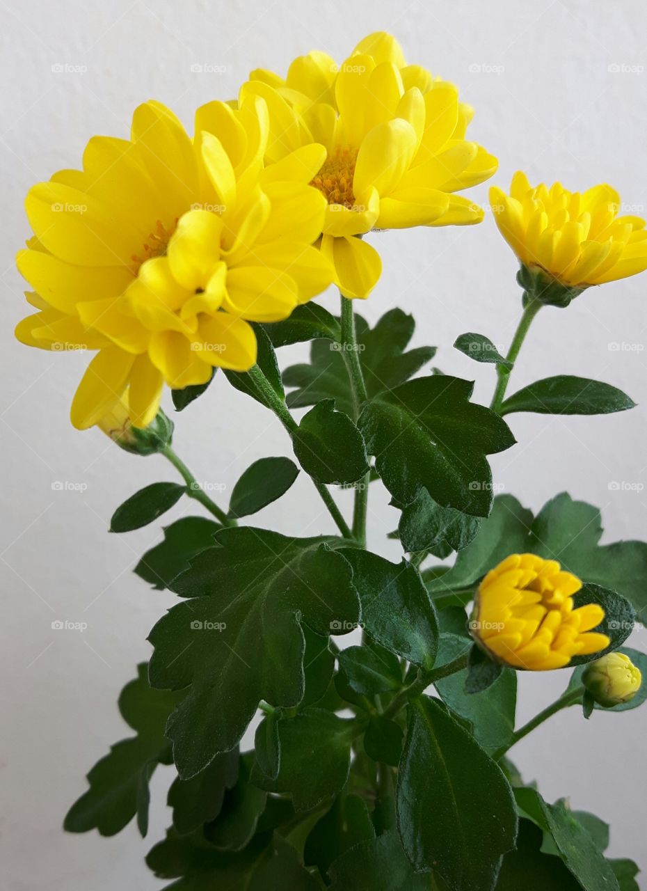 Yellow Flowers and Leaves