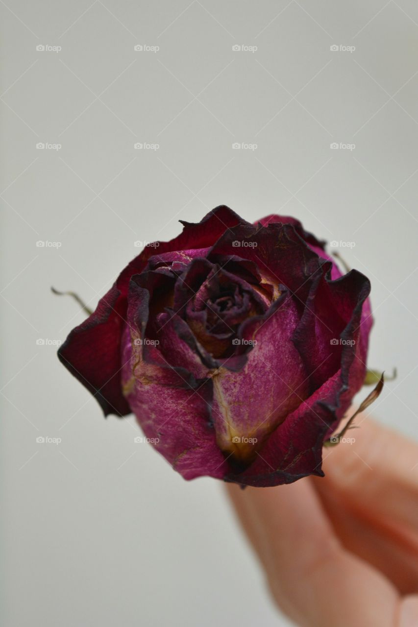 Flower, Rose, Love, Wedding, Nature