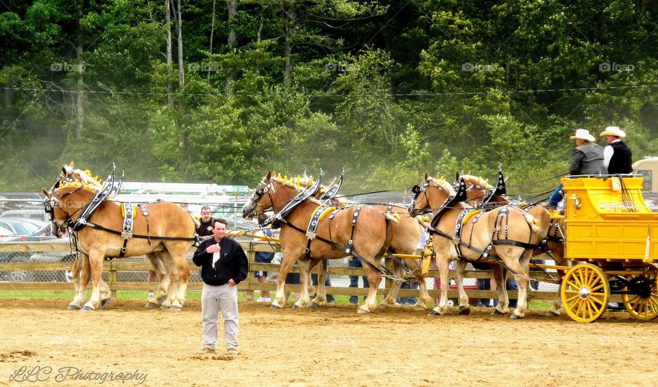 Canfield Fair in Ohio
