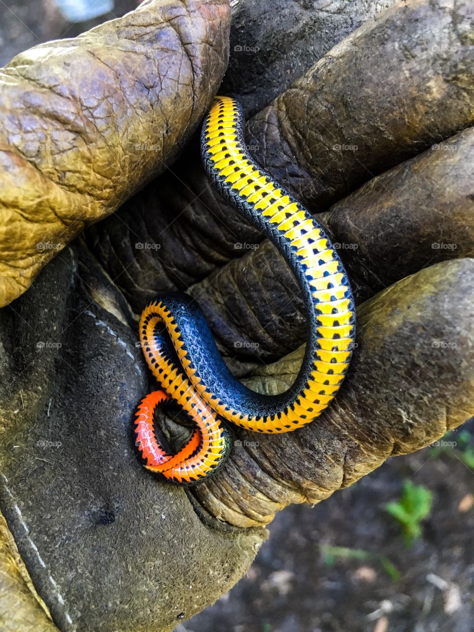 Found a Northwestern ringneck snake in this South Florida forest.