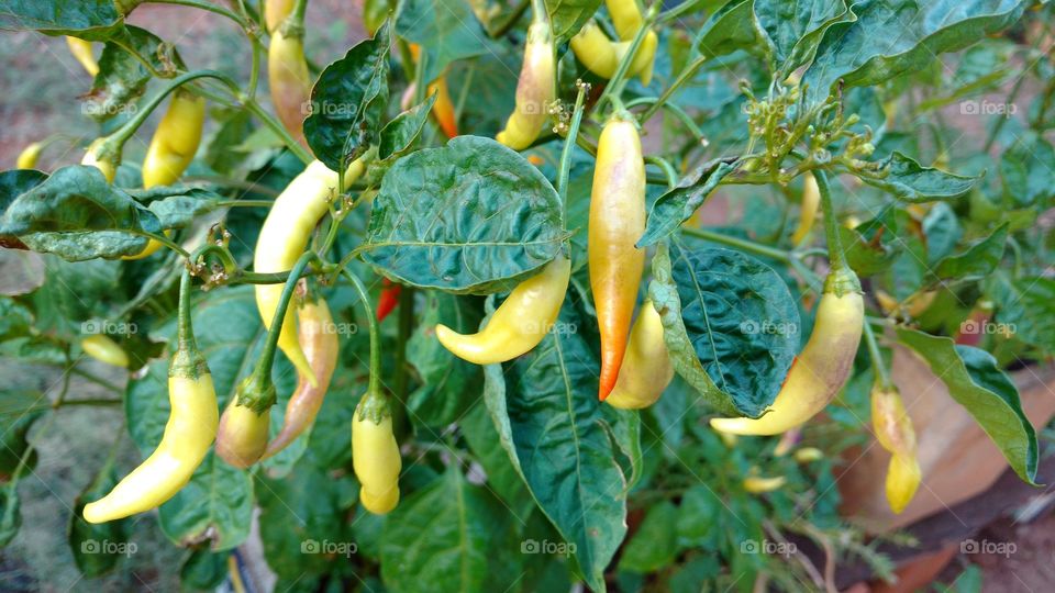 Temperos deliciosos de cheiro verde na culinária. Pimenteira linda. Muitas pimentas.