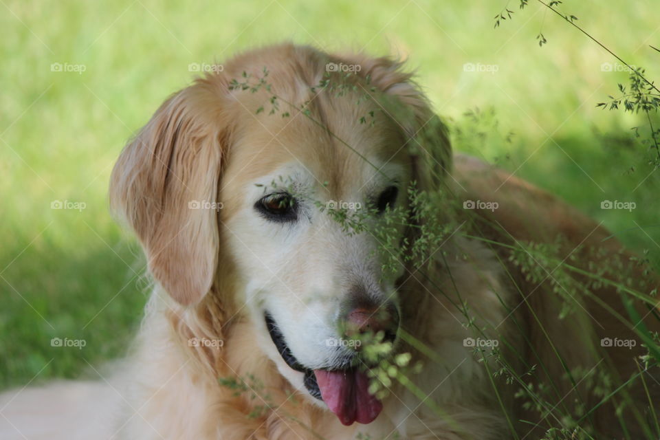 laying in the shade on a sunny spring day