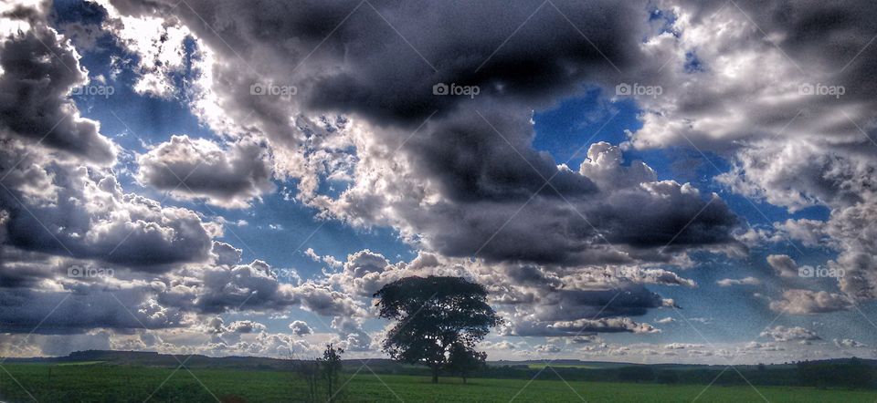 céu árvore verde natureza