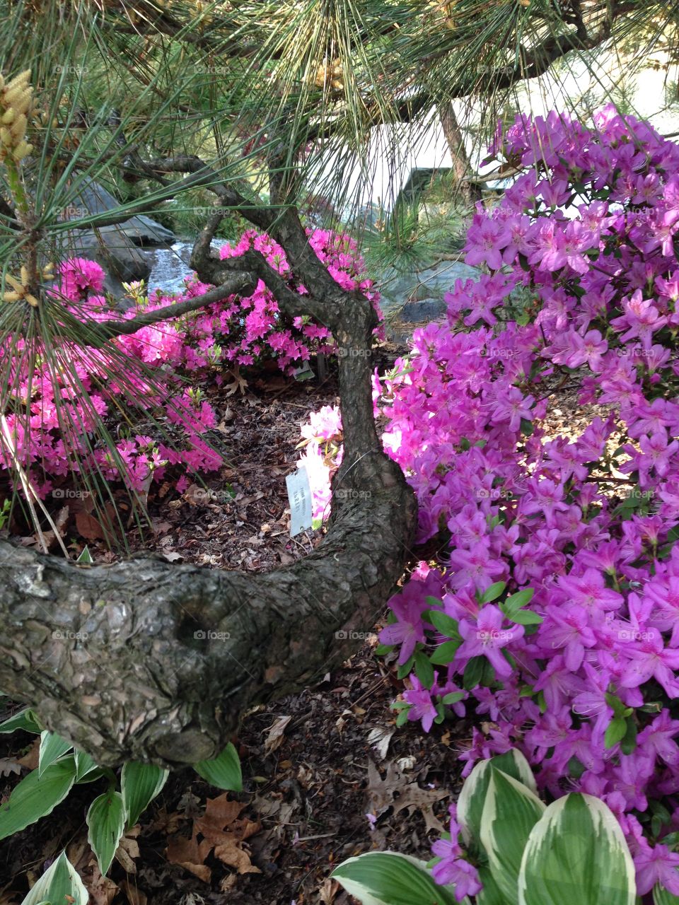 Separating the purple from the pink. 