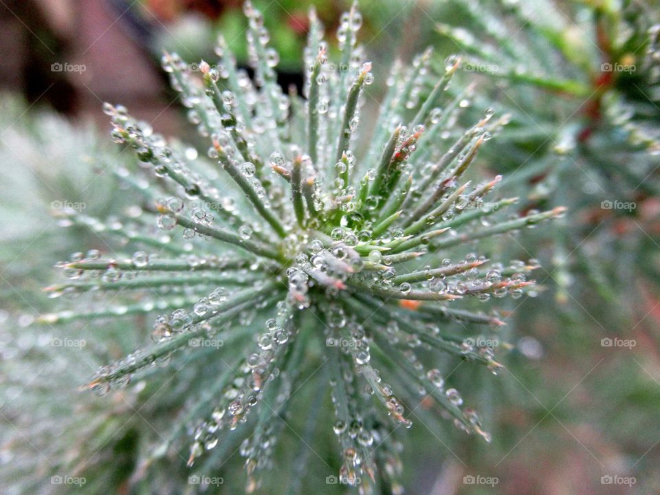 Rain drops making this spruce sparkle