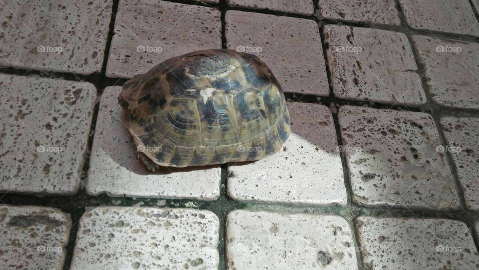 a turtle