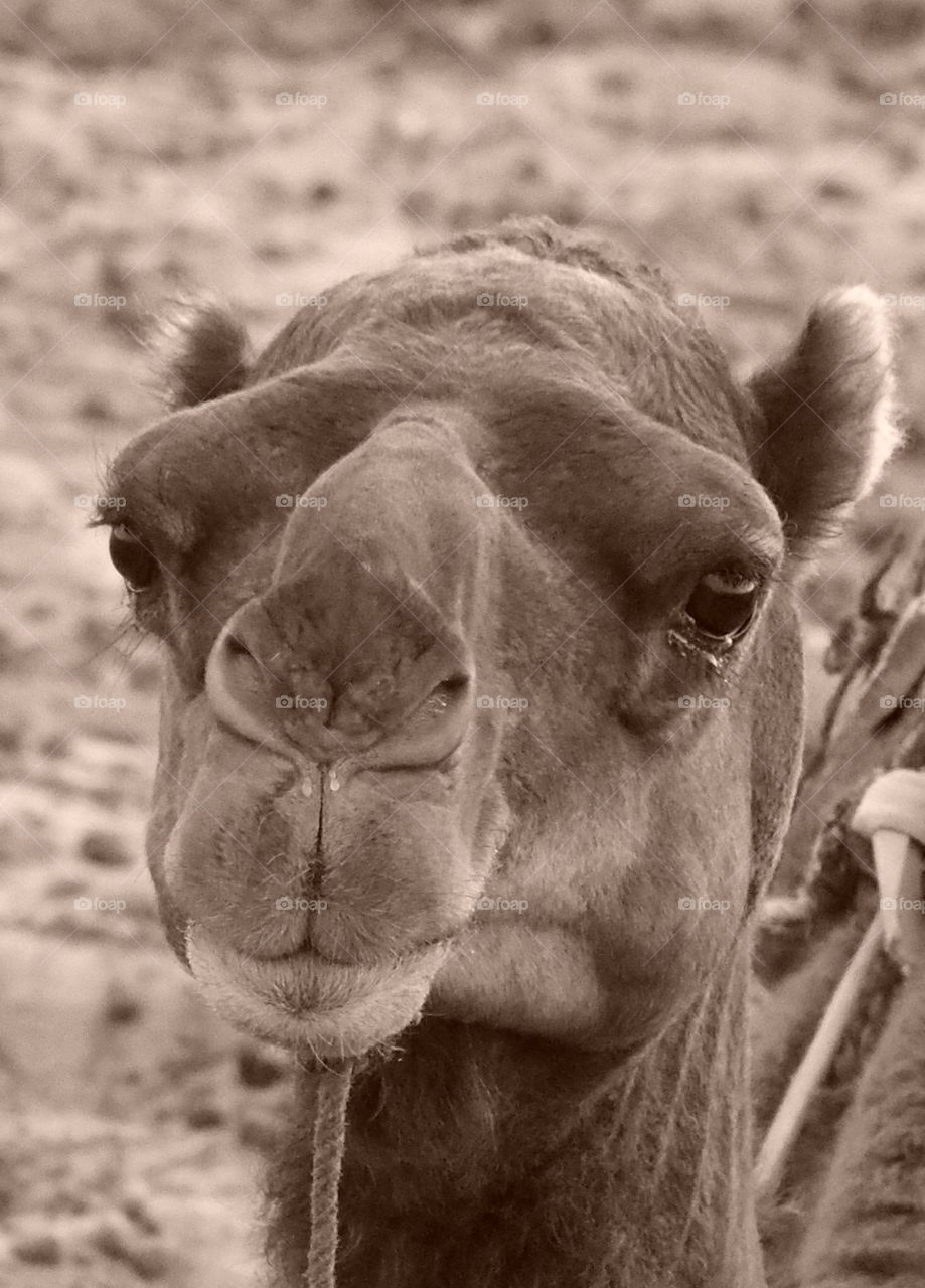 Camel in Sepia 