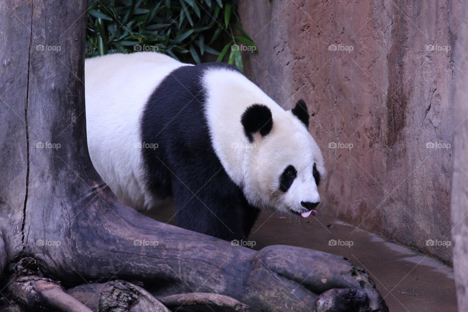 Panda sticking out its tongue