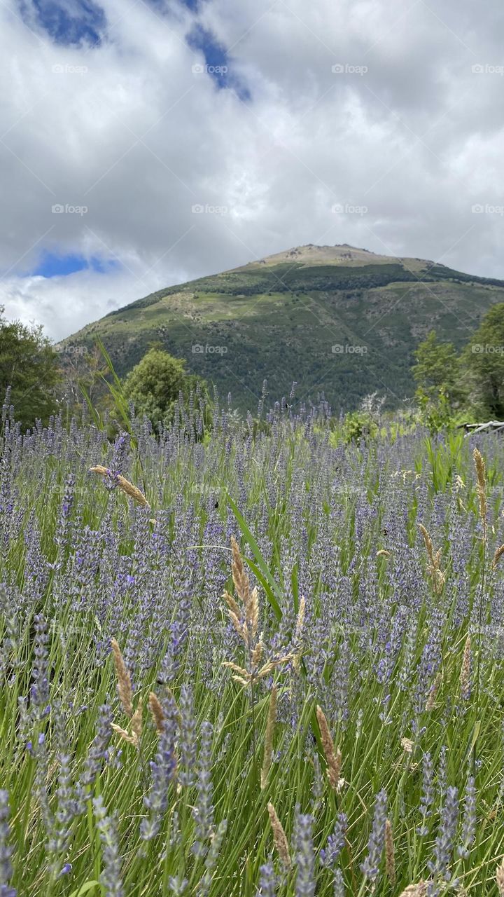 Una hermosa tarde rodeada de magia y aroma a lavanda 