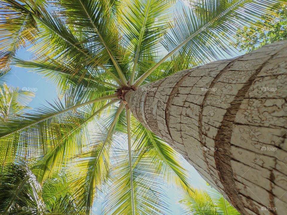 Looking up the palm tree