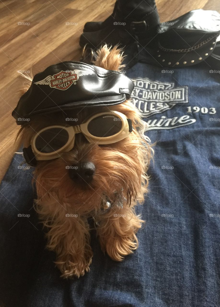Yorkie getting gear on for a ride