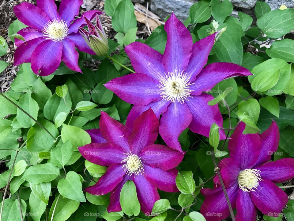 Pink spring flowers 