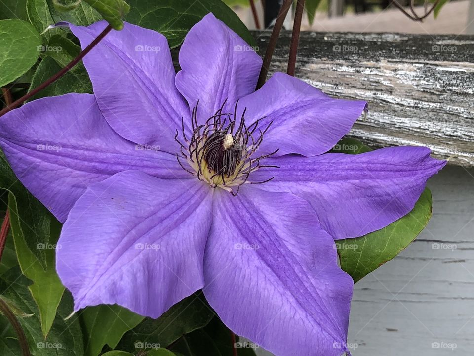 Clematis 