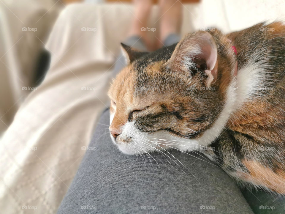 Cat sleeping on it's owner's knees with copy space on the left side.
