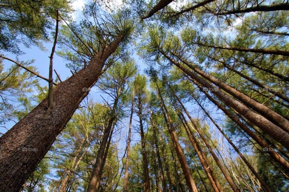 Tree canopy