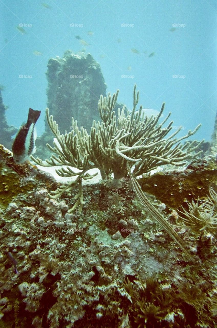 Diving in Hawaii 
