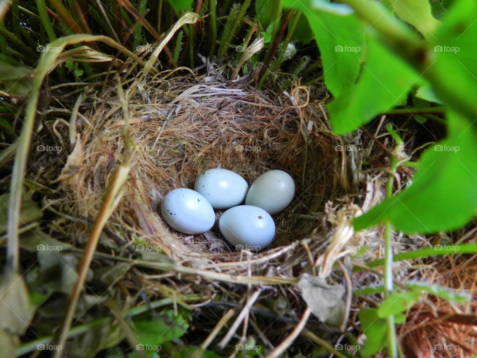 Finch Eggs in nest