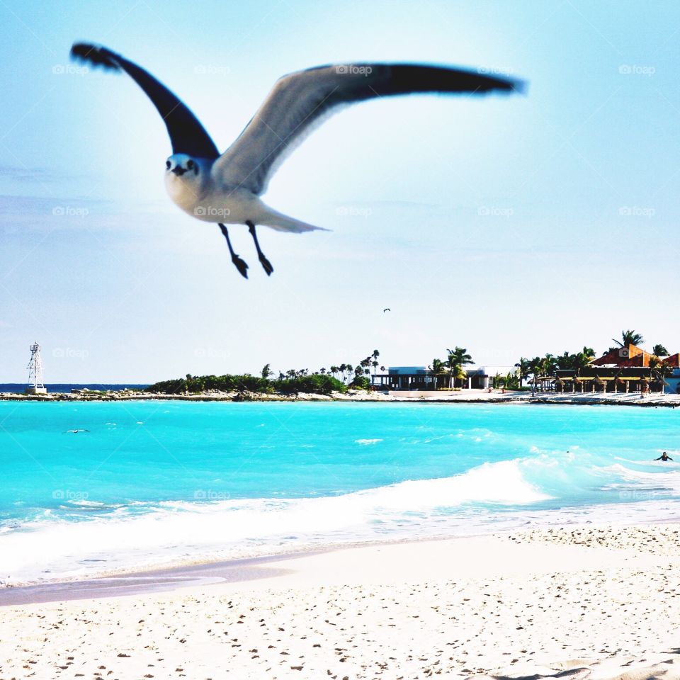 Bird in Paradise. Cancun