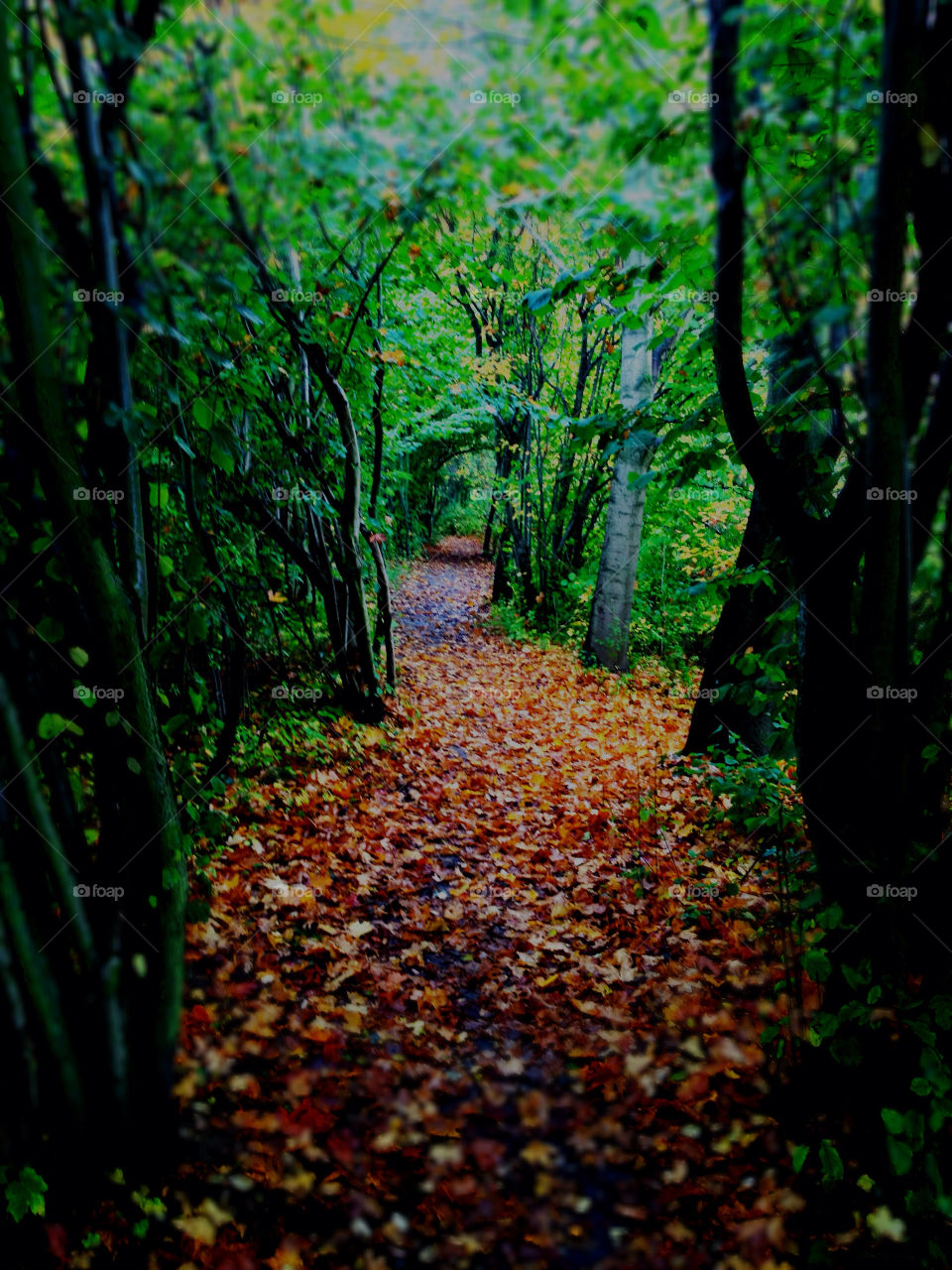 green wood colors trees by pellepelle