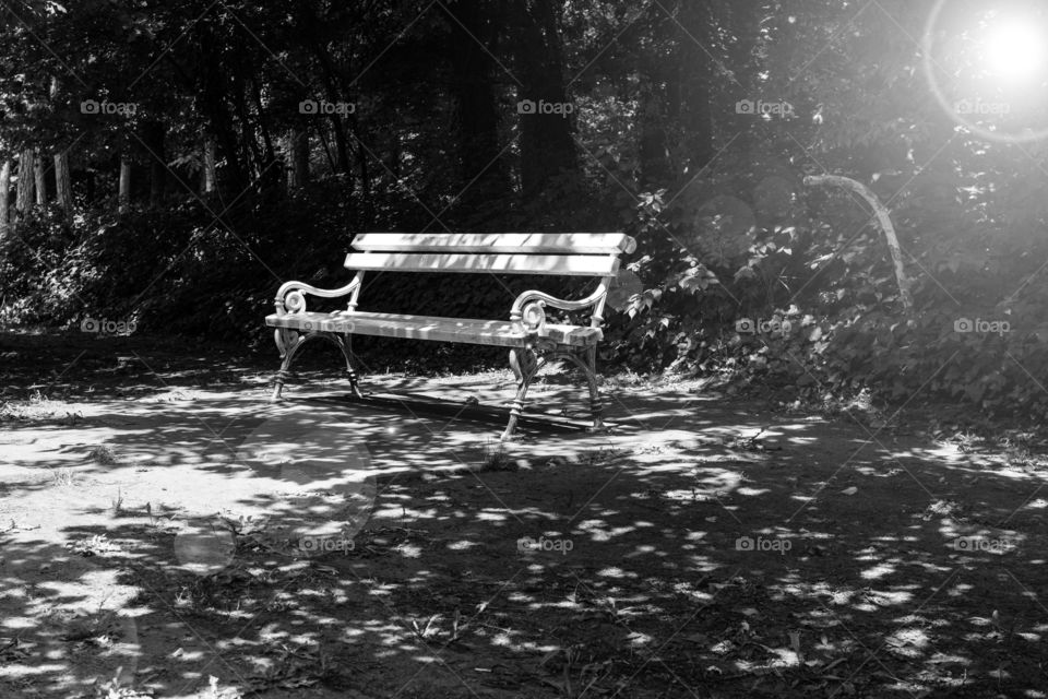 white iron park bench with sun ray through forest