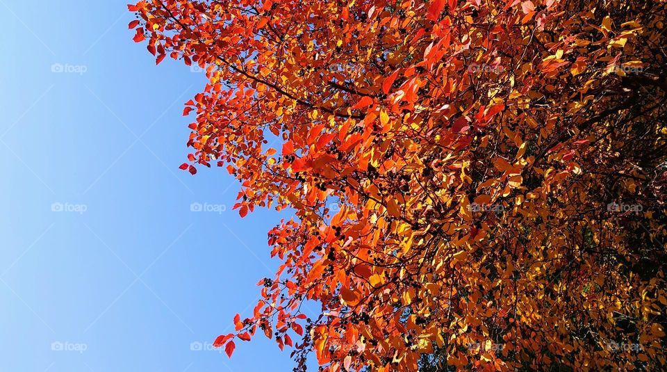 Autumn time 🍂🍁 Plants and sky🧡💙  Outdoor 🍁🍂