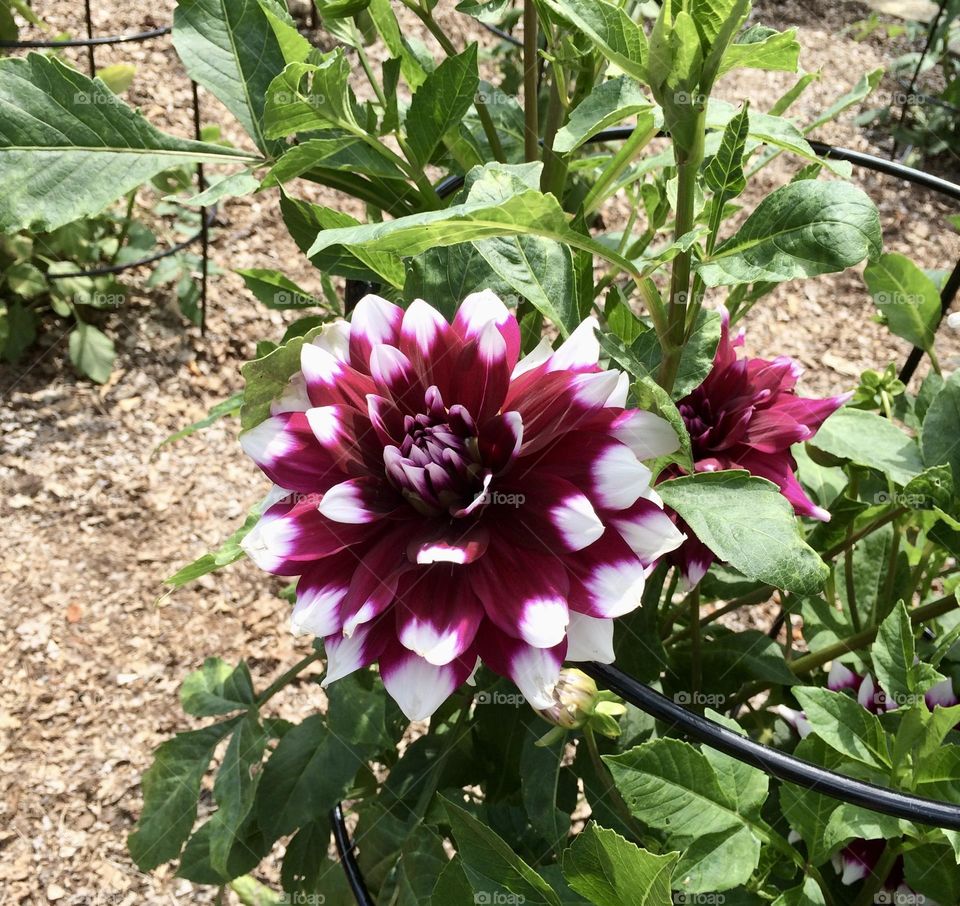 Red and white flower