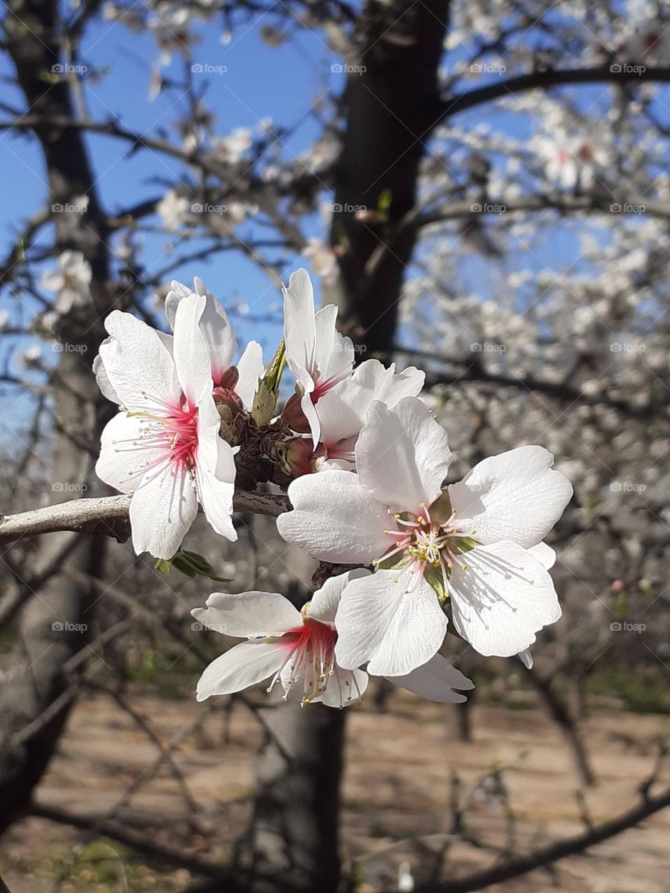 Llegó la primavera