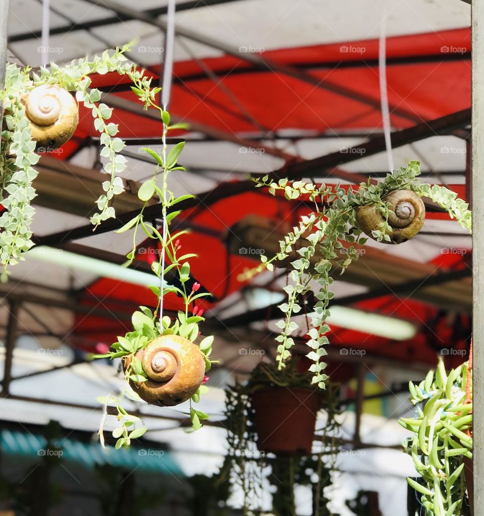 Creeper plants in shells and hanged.