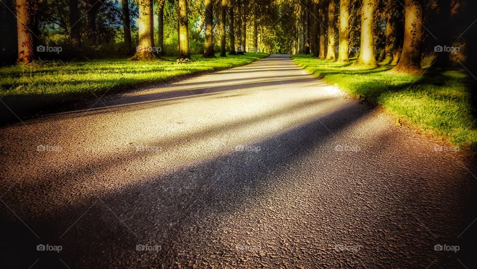 Forest . Road