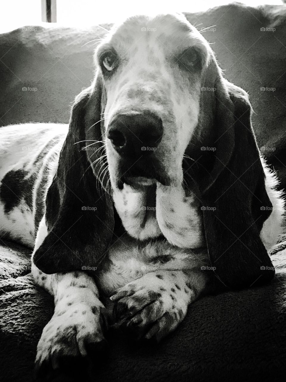 A basset hound portrait number one