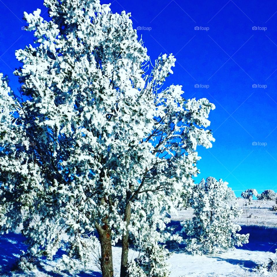 New Mexico winter