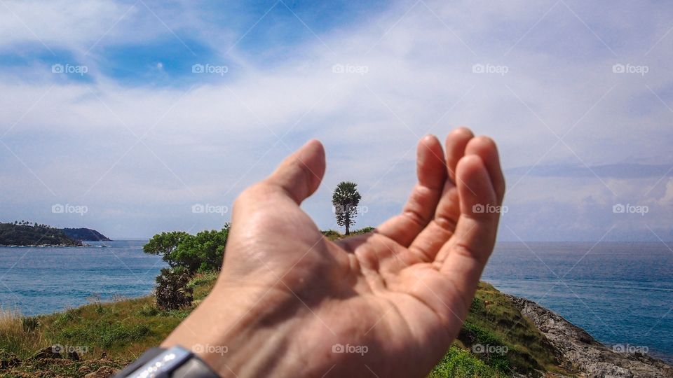 The tree in my hand