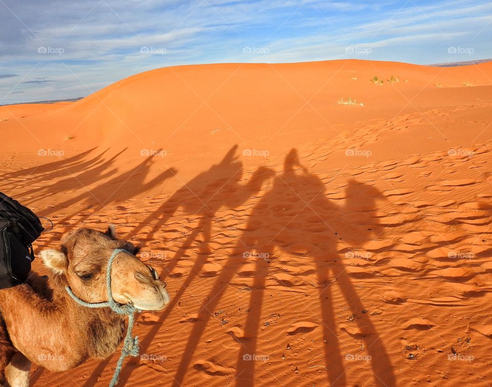 Close-up of camel in desert