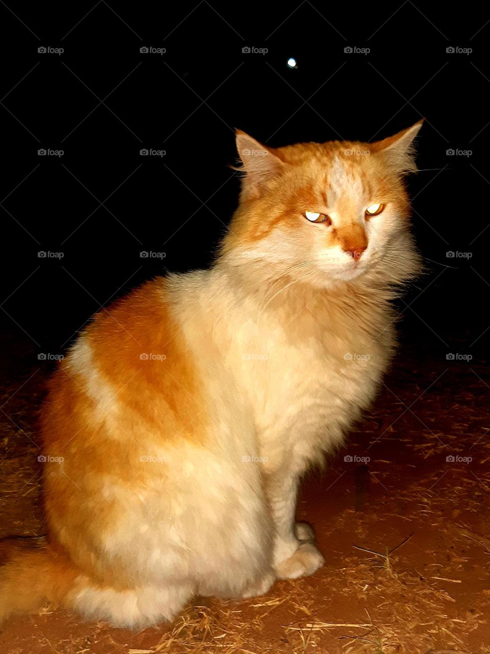 A close-up view of a ginger and white stray cat resting on a rough, debris-filled ground. The cat appears calm but slightly alert, surrounded by dry leaves, rocks, and scattered garbage, creating a contrast between the serene animal