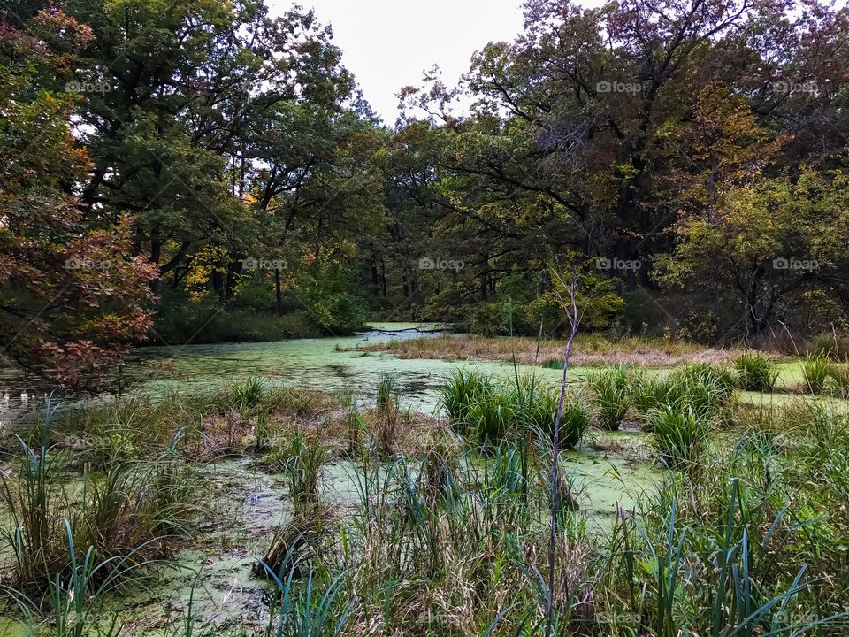 Small pond