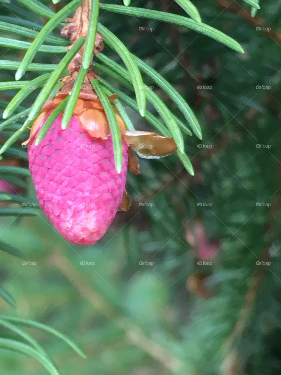 buds on spruce