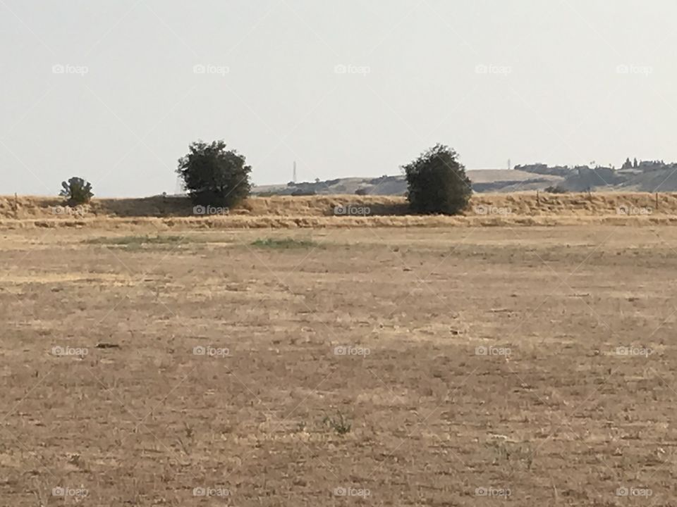 Two bushes from a distance.
