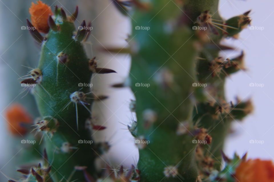 closeup vector cactus