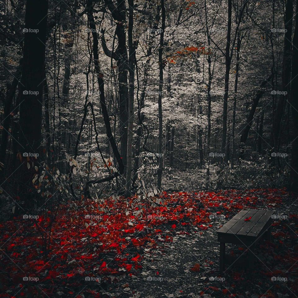 Fall, Tree, Landscape, Leaf, Park