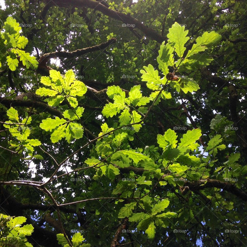 Oak leaves in the sun 