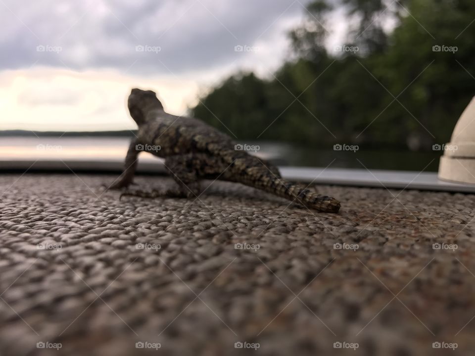 No Person, Beach, Nature, Reptile, Sand
