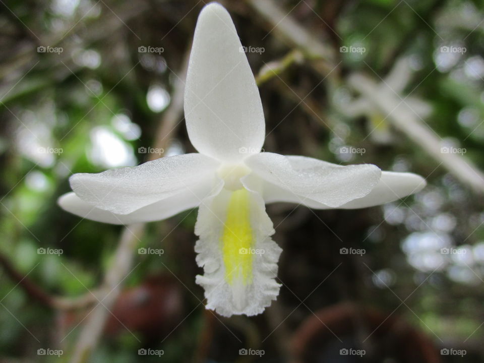 orchids flower