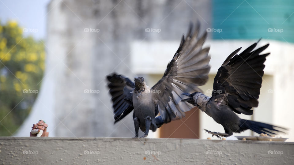 Two crows having an argument about who is going to eat first.