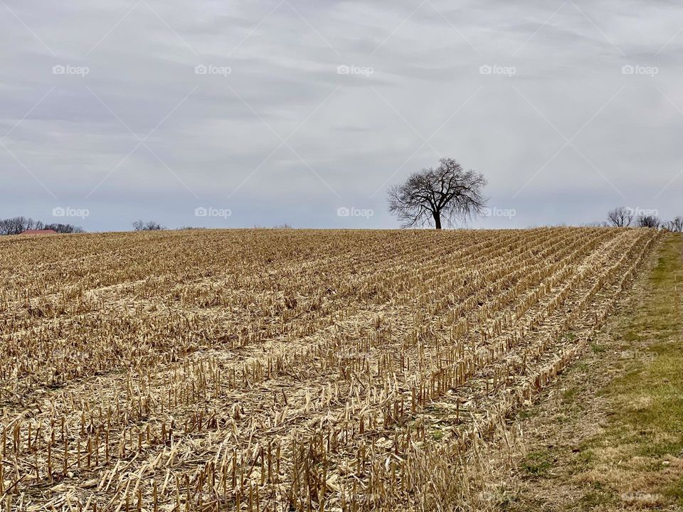 Cornfield at the Best Farm at Monocacy National Battlefield 